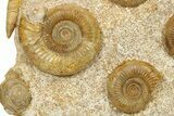 Fossil Ammonite & Gastropod Cluster - Fresney, France #265291-1